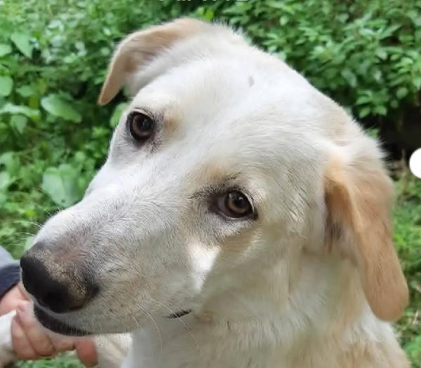 Femmina quasi 2anni tg media salvata da 1lager Foto 3